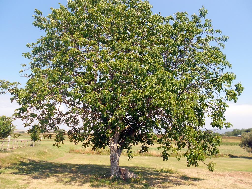 Agriturismo San Matteo Tarquinia Kültér fotó